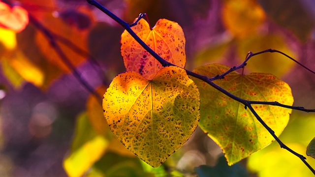 autumn-leaves-3813741_640